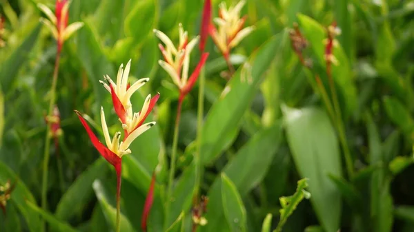 Helicônia Laranja Amarela Strelitzia Pássaro Paraíso Macro Close Folhas Verdes — Fotografia de Stock