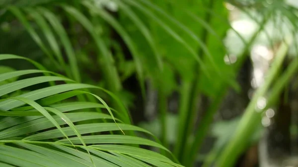 Espalhar Água Floresta Tropical Selva Tropical Fundo Exótico Com Fluxo — Fotografia de Stock