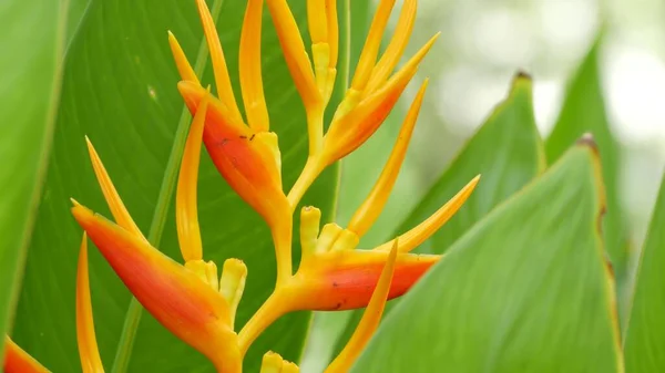 Desfocado Perto Macro Flores Tropicais Coloridas Jardim Primavera Com Pétalas — Fotografia de Stock