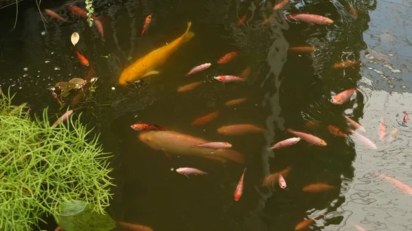 Естественный Зеленый Фон Яркие Красочные Японские Карпы Кои Плавают Традиционном — стоковое фото
