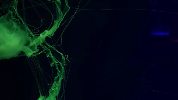 Błyszczące Żywe Fluorescencyjne Meduzy Świecą Pod Wodą Ciemne Neony Dynamiczne — Zdjęcie stockowe