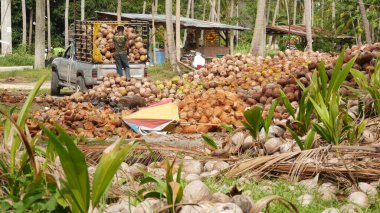 KOH SAMUI ADASI, THAILAND - 1 Temmuz 2019: Hindistan cevizi tarlasında çalışan Asyalı Taylandlı adamlar petrol ve posa üretimine hazır fındıklar. Geleneksel Asya tarım ve işi