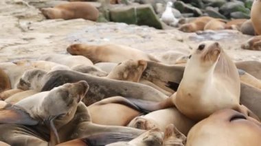 La Jolla 'da kayadaki deniz aslanları. Kayaların üzerinde Pasifik Okyanusu 'nun yakınında gezinen eğlenceli vahşi foklar. Uykucu vahşi hayvanlar. Doğal habitatta korunan deniz memelileri, San Diego, California, ABD