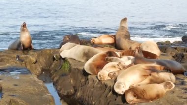 La Jolla 'da kayadaki deniz aslanları. Vahşi kulaklı foklar Pasifik Okyanusu 'nun yakınında taşların üzerinde dinleniyorlar. Uyuyan komik tembel vahşi hayvan. Doğal habitatta korunan deniz memelisi, San Diego, California, ABD