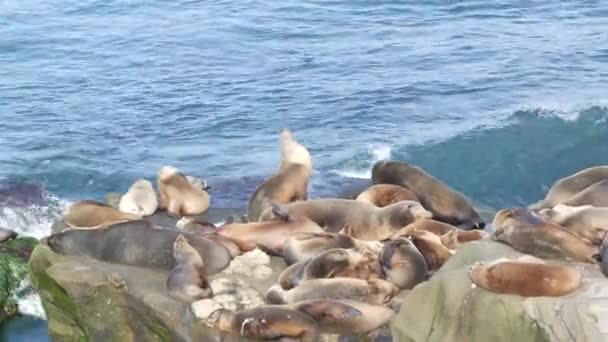 Lachtani na skále v La Jolla. Poblíž Tichého oceánu ležely na kamenech tuleňů. Vtipné líné divoké zvíře spící. Chráněný mořský savec v přírodním prostředí, San Diego, Kalifornie, USA — Stock video