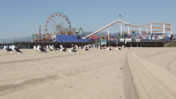 Sea gulls on sunny sandy california beach, classic ferris wheel in amusement park on pier in Santa Monica pacific ocean resort. Summertime iconic view, symbol of Los Angeles, CA USA. Travel concept — Stock Video