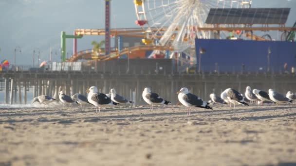 Güneşli kumlu Kaliforniya sahilinde martılar, Santa Monica Pasifik Okyanusu 'ndaki rıhtımdaki eğlence parkında klasik dönme dolap. Yazın ikonik manzara, Los Angeles 'ın sembolü, CA USA. Seyahat kavramı — Stok video