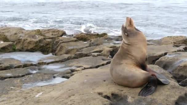 Lev na skále v La Jolla. Poblíž Pacifického oceánu ležela na kameni divoká lachtan. Vtipné divoké zvíře lenošící na pláži. Chráněný mořský savec v přírodním prostředí, San Diego, Kalifornie USA — Stock video