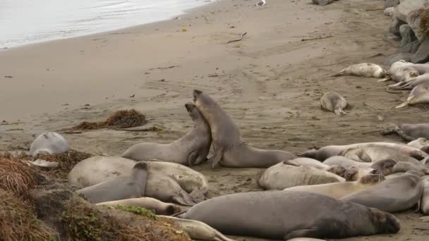 Drôle de phoques éléphants paresseux sur la plage de sable de l'océan Pacifique à San Simeon, Californie, États-Unis. Maladroit gras mirounga otaries sans oreilles avec des rugissements de proboscis inhabituels. Alpha mâle comportement reproducteur ludique — Video