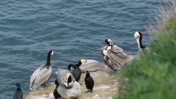 Bruna pelikaner med halspåse och dubbelspröjsade skarvar efter fiske, klippa i La Jolla Cove. Havsfågel med stor näbb på klippan över Stilla havet i naturlig miljö, San Diego, Kalifornien USA — Stockvideo