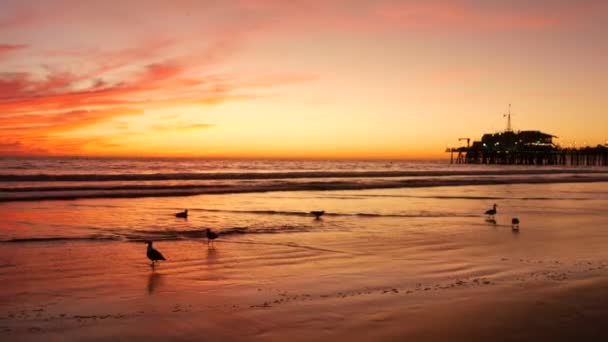 Kaliforniens sommarstrandestetik, gyllene solnedgång. Livliga dramatiska moln över lugna havsvågor. Santa Monica populär resort, Los Angeles CA USA. Atmosfäriskt stämningsfullt lila kväll solnedgång i LA — Stockvideo