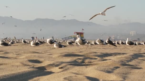 海鸥在阳光灿烂的沙质加州海岸,标志性的复古木制彩虹骄傲的救生员塔.圣莫尼卡度假胜地附近的威尼斯海滩。美国加州洛杉矶的夏季象征。旅行概念 — 图库视频影像