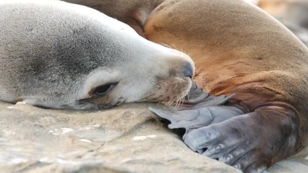 Sevimli yavru köpek, tatlı deniz aslanı yavrusu ve anne. Komik tembel foklar, okyanus kıyısı yaban hayatı, La Jolla, San Diego, California, ABD. Pasifik sahilinde garip, uykulu bir deniz hayvanı. Aile sevgisi ve bakımı — Stok video