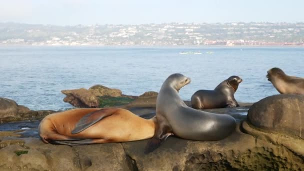 Lwy morskie na skale w La Jolla. Zabawne, dzikie, uszne foki pełzające w pobliżu Pacyfiku na skale. Śmieszne śpiące zwierzęta. Chronione ssaki morskie w siedliskach przyrodniczych, San Diego, Kalifornia, USA — Wideo stockowe