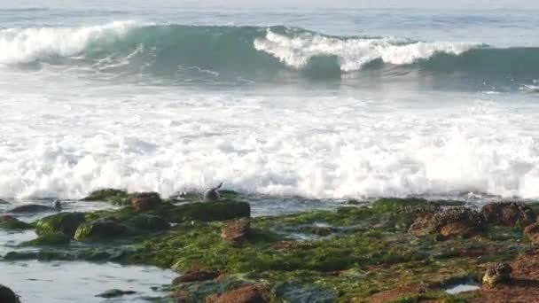 Oroszlánfókák a sziklákon La Jollában. Játékos vadfülű fókák kúsznak köveken és hínáron. Csendes-óceáni hullámok. Védett tengeri emlősök a vadon élő állatok természetes élőhelyén, San Diego, Kalifornia, USA — Stock videók