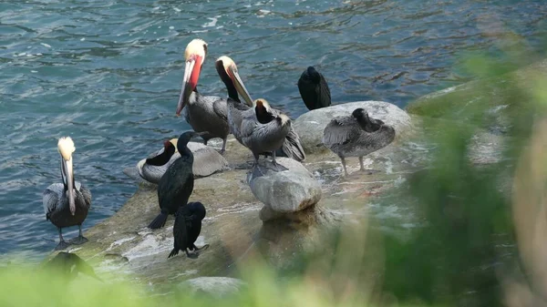 Boğaz Kesesi Olan Kahverengi Pelikanlar Balıkçılıktan Sonra Çift Tepeli Karabataklar — Stok fotoğraf