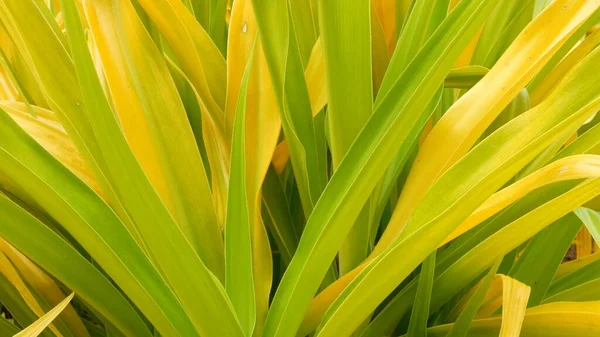 Follaje Amarillo Verde Abigarrado Largas Hojas Plantas Tropicales Amarillas Verdes —  Fotos de Stock