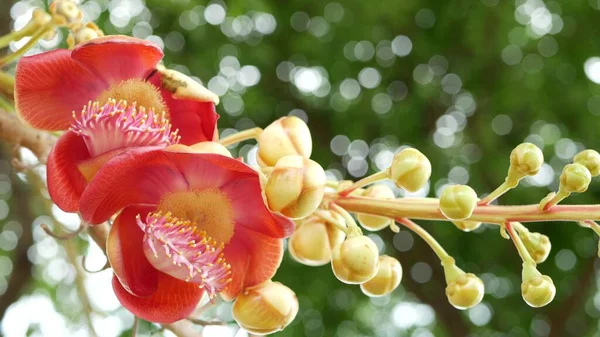 Exotische Bloemen Bomen Gevaarlijk Grote Krachtige Groene Tropische Boom Kanonskogel — Stockfoto