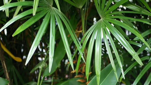 Desfocado Perto Brilhante Suculento Selva Tropical Exótica Folhas Textura Pano — Fotografia de Stock