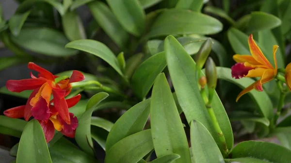Suddig Närbild Makro Färgglada Tropiska Blommor Vår Trädgård Med Mjuka — Stockfoto
