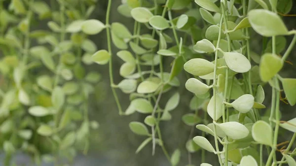 Helder Sappig Exotisch Tropisch Groen Jungle Selectieve Focus Natuurlijke Organische — Stockfoto