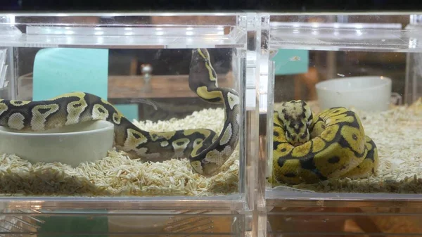 Cobras Criadas Cativeiro Venda Pequenas Caixas Plástico Com Pitões Bola — Fotografia de Stock