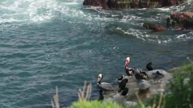 Boğaz kesesi olan kahverengi pelikanlar ve balıkçılıktan sonra çift tepeli karabataklar La Jolla Koyu 'nda kayalar. Büyük gagalı deniz kuşu Pasifik Okyanusu üzerinde doğal yaşam alanı, San Diego, Kaliforniya ABD