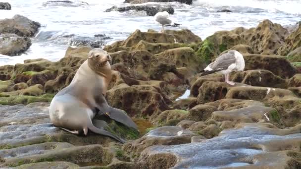 Sjölejon på klippan i La Jolla. Vilda örat sigill vilar nära Stilla havet på sten. Roliga djur som latar sig på stranden. Skyddade marina däggdjur i naturlig miljö, San Diego, Kalifornien USA — Stockvideo