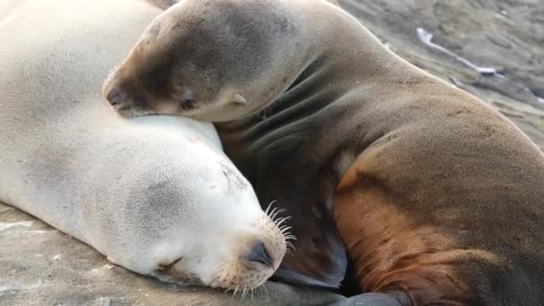 Lindo cachorro de bebé, dulce cachorro de león marino y madre. Focas perezosas divertidas, vida silvestre de playa oceánica, La Jolla, San Diego, California, Estados Unidos. Divertido animal marino somnoliento incómodo en la costa pacífica. Amor y cuidado familiar — Vídeos de Stock