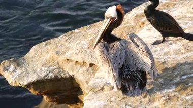 Boğaz kesesi ve büyük gagalı kahverengi pelikan. Balıkçılıktan sonra çift tepeli karabatak, La Jolla Koyu 'nda kaya. Pasifik Okyanusu üzerindeki uçurumdaki deniz kuşu doğal yaşam alanı, San Diego, Kaliforniya ABD