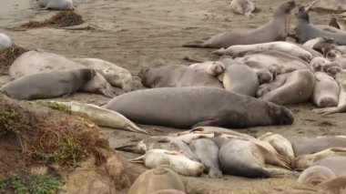 San Simeon, California, ABD 'deki kumlu Pasifik Okyanusu sahilinde komik tembel fil fokları. Garip şişman aynalar kükreyen alışılmadık hortumları olan kulaksız deniz aslanları. Alfa erkek oyuncu üreme davranışı