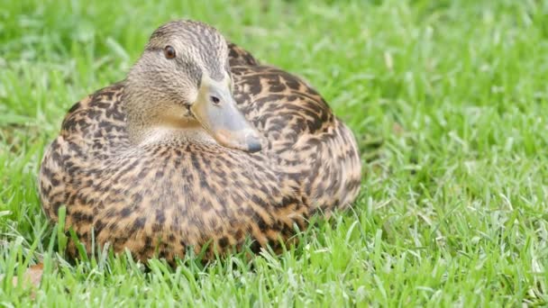 Lucu bebek pada rumput segar hijau berair di habitat alami. Burung yang ingin tahu aliran air di alam liar di antara hijau. Burung air yang lucu di padang gurun — Stok Video