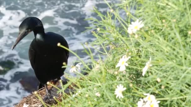 Dubbelspigg skarv efter fiske i grönska. Havsfågel med hooked bill och blått öga på klippan nära Stilla havet stänk vågor i naturlig miljö, La Jolla Cove, San Diego, Kalifornien USA — Stockvideo