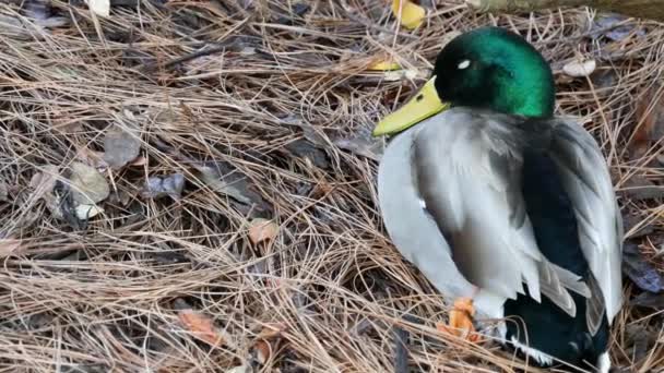 Colorido ánade real que se mete en su hábitat natural. Pájaro multicolor de flujo de agua en la naturaleza salvaje, plumaje verde iridiscente y cabeza esmeralda. Aves acuáticas de color mixto en el desierto — Vídeos de Stock