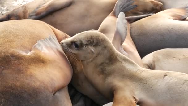 Sjölejon på klippan i La Jolla. Lekfulla vild örat sälar kryper nära Stilla havet på sten. Roliga sömniga vilda djur. Skyddade marina däggdjur i naturliga miljöer, San Diego, Kalifornien, USA — Stockvideo