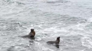 La Jolla 'da buzlu deniz aslanları. Taşların ve yosunların üzerinde gezinen eğlenceli vahşi foklar. Pasifik Okyanusu 'nun dalgaları. Vahşi yaşam doğal ortamında korunan deniz memelileri, San Diego, California, ABD