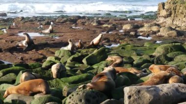 La Jolla 'da kayadaki deniz aslanları. Kayaların üzerinde Pasifik Okyanusu 'nun yakınında gezinen eğlenceli vahşi foklar. Uykucu vahşi hayvanlar. Doğal habitatta korunan deniz memelileri, San Diego, California, ABD