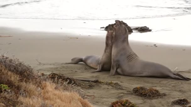 Selos de elefante preguiçosos engraçados na praia do oceano pacífico arenoso em San Simeon, Califórnia, EUA. Leões marinhos sem orelhas de mirounga gordos estranhos com rugido de probóscide incomum. Alfa macho comportamento reprodutivo brincalhão — Vídeo de Stock