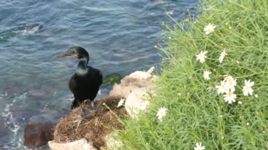 Yeşillikte balık avladıktan sonra çift tepeli karabatak. Kancalı gagalı ve mavi gözlü deniz kuşu Pasifik Okyanusu yakınındaki uçurumda doğal habitat, La Jolla Koyu, San Diego, Kaliforniya ABD 'de dalgalanan dalgalar
