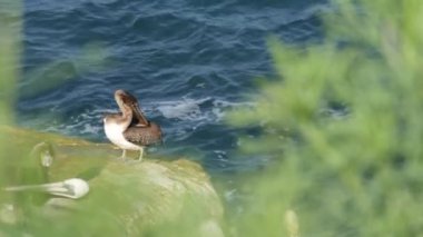 Boğaz kesesi olan kahverengi pelikanlar ve balıkçılıktan sonra çift tepeli karabataklar La Jolla Koyu 'nda kayalar. Büyük gagalı deniz kuşu Pasifik Okyanusu üzerinde doğal yaşam alanı, San Diego, Kaliforniya ABD