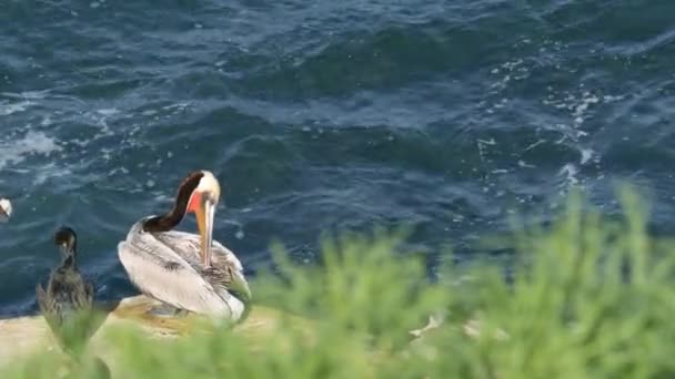 Brun pelikan med halspåse och stor näbb. Dubbelspigg skarv efter fiske, sten i La Jolla Cove. Havsfågel på klippan över Stilla Havet i naturlig livsmiljö, San Diego, Kalifornien USA — Stockvideo
