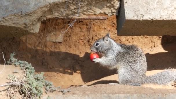 Bükkös darált mókus, gyakori Kaliforniában, csendes-óceáni partvidéken, USA-ban. Vicces viselkedése aranyos szürke vad rágcsáló. Kis szórakoztató állat természetes élőhelyen. Elég kevés endemikus keres élelmiszer Amerikában — Stock videók