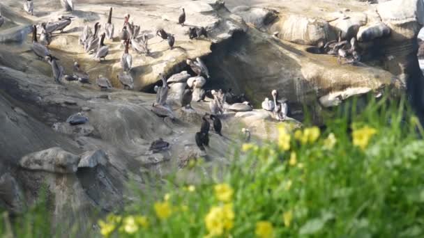 Hnědé pelikány s váčkem na krk a dvoukřídlými kormorány po rybaření, kámen v zátoce La Jolla. Mořský pták s velkým zobákem na útesu nad Pacifickým oceánem v přírodním prostředí, San Diego, Kalifornie USA — Stock video