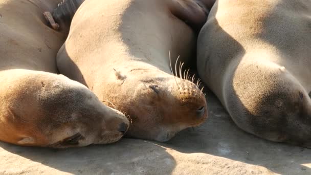 Leoni marini sulla roccia a La Jolla. Sigilli dalle orecchie selvagge che riposano vicino all'oceano Pacifico sulle pietre. Divertente pigro animale della fauna selvatica addormentato. Mammiferi marini protetti in habitat naturale, San Diego, California, USA — Video Stock