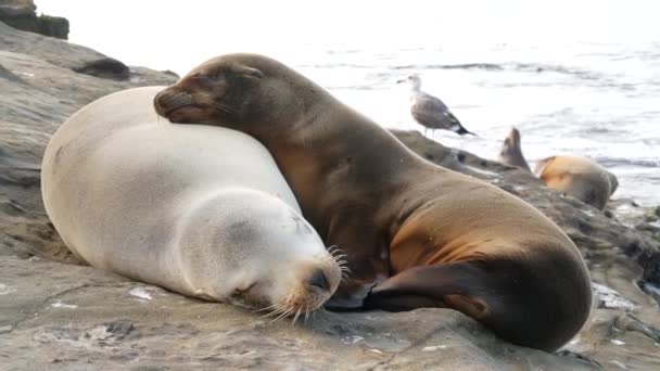 Roztomilé mládě, sladké lachtaní štěně a matka. Legrační líní tuleni, mořští živočichové, La Jolla, San Diego, Kalifornie, USA. Vtipné ospalé mořské zvíře na pobřeží Pacifiku. Rodinná láska a péče — Stock video