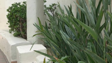 Akdeniz kırsal binası, boş yan sokak. İspanyol sömürge tarzı banliyölerde doğal yeşilliği olan yeşil bir bahçe. Beyaz kır evinin yakınındaki Evergreen succulent bitkileri. Meksika kırsal estetiği.