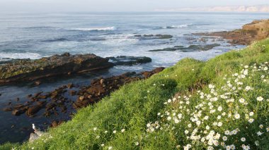 Pasifik Okyanusu 'nun üzerinde yeşil çimlerde dalgalanan basit beyaz öküz gözü papatyaları. Uçurumun kenarındaki kır çiçekleri. Kaliforniya, La Jolla Cove San Diego 'da suların kenarında çiçek açan hassas margueritler..