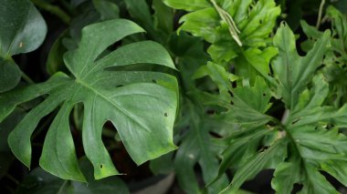 Ormandaki parlak sulu, egzotik tropik yeşillik. Seçici odaklanma doğal organik arka plan, sıra dışı bitki yaprakları. Sakin, vahşi cennet yağmur ormanları soyut taze yaprak dokusu, bokeh. Ekoloji