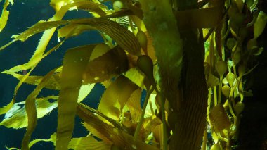 Işık ışınları dev bir Kelp ormanından geçiyor. Macrocystis pyrifera. Dalış, akvaryum ve deniz konsepti. Su altında, sallanan yosun yapraklarına yakın çekim. Güneş ışığı, canlı ve egzotik okyanus bitkilerini deler..