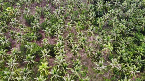 Riesige Palmenplantage Tropischem Land Kleine Grüne Palmen Wachsen Sonnigen Tagen — Stockfoto